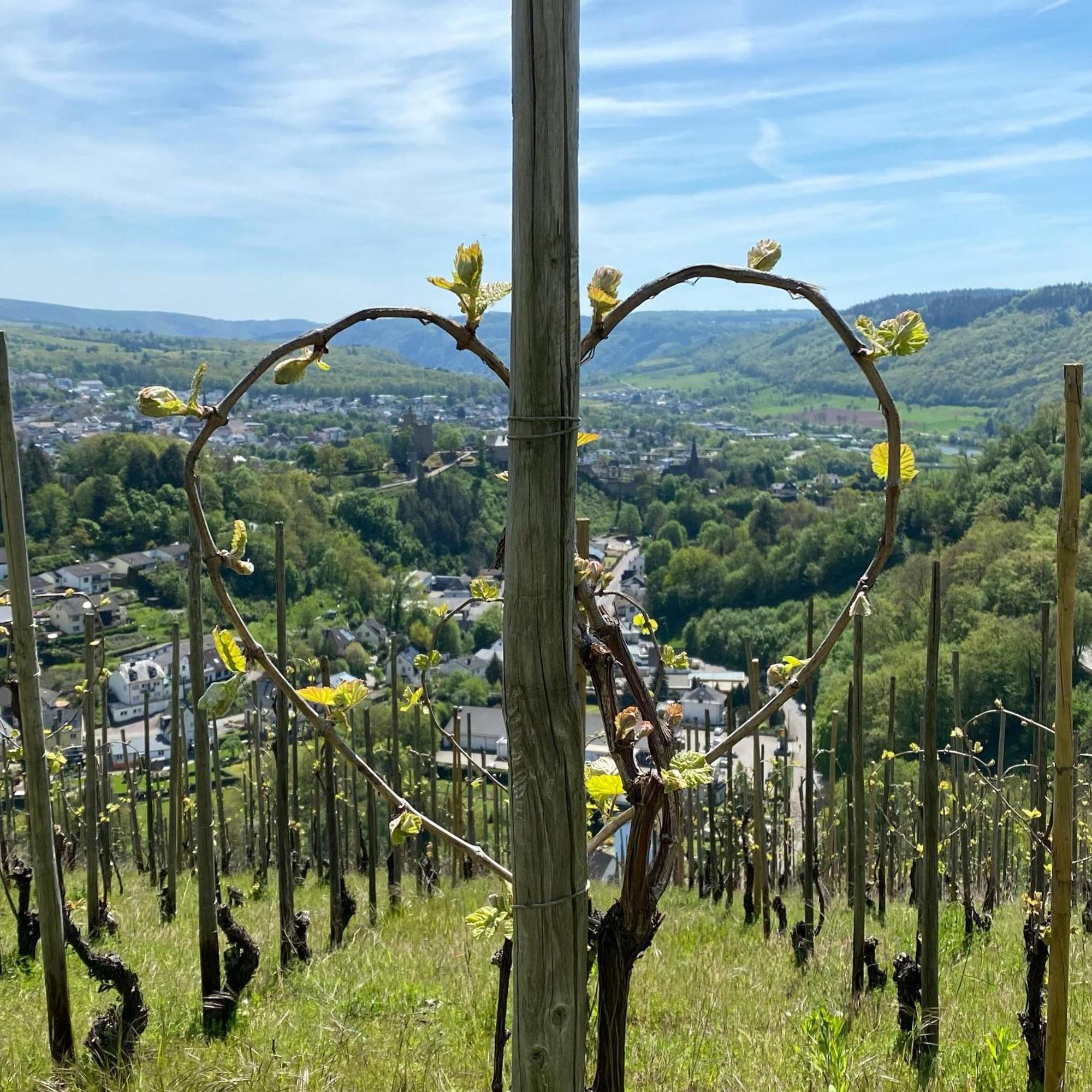 Weingut Dr Wagner Villa Saarburg Eksteriør bilde
