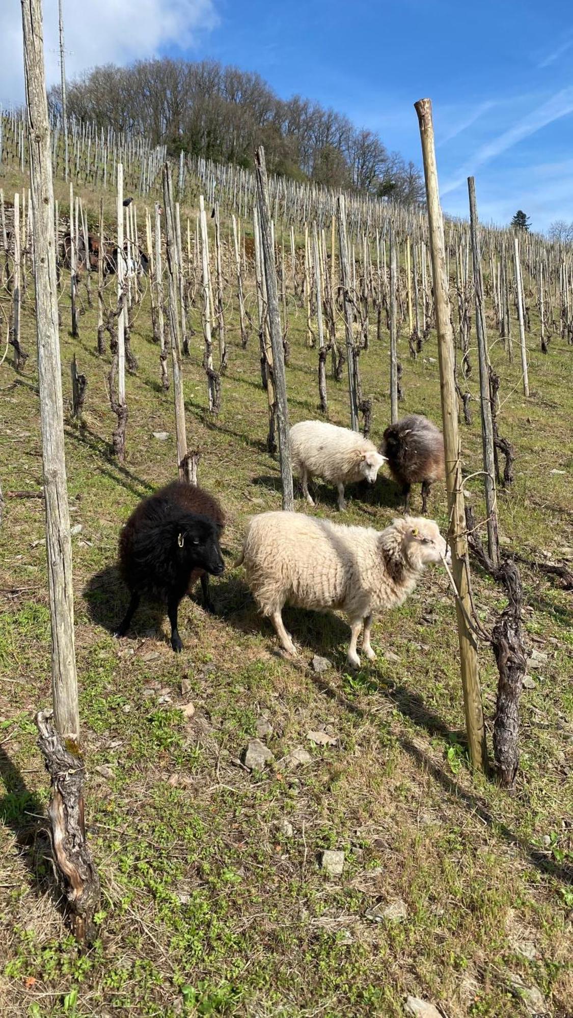 Weingut Dr Wagner Villa Saarburg Eksteriør bilde